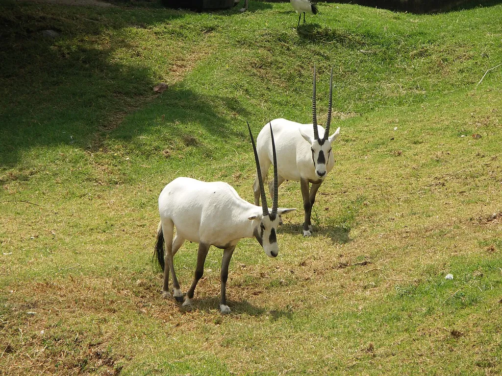 White/Arabian Oryx (Oryx leucoryx) at the Johannesburg Zoo, Gauteng, South Africa