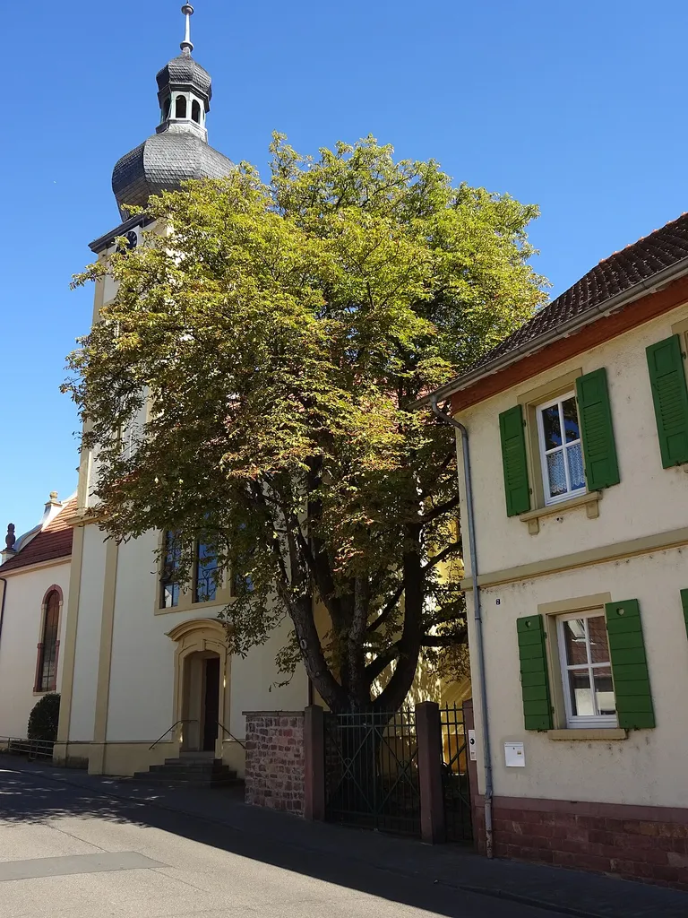 Sandhausen, Baden-Württemberg: Roßkastanie a.d. kath. Kirche