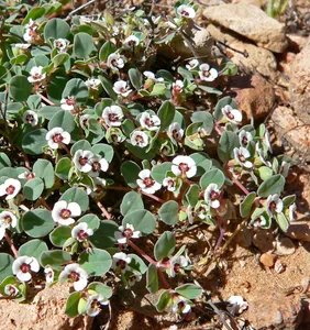 Centennial Museum and Chihuahuan Desert Gardens