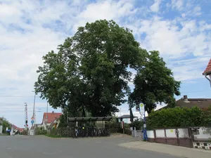 Kastanie am Bahnhof