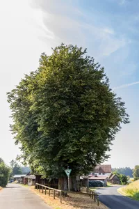 Holzplatzlinden in Leinburg