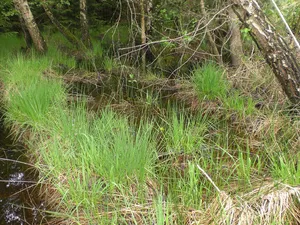Jägersburger Wald und Königsbruch bei Homburg
