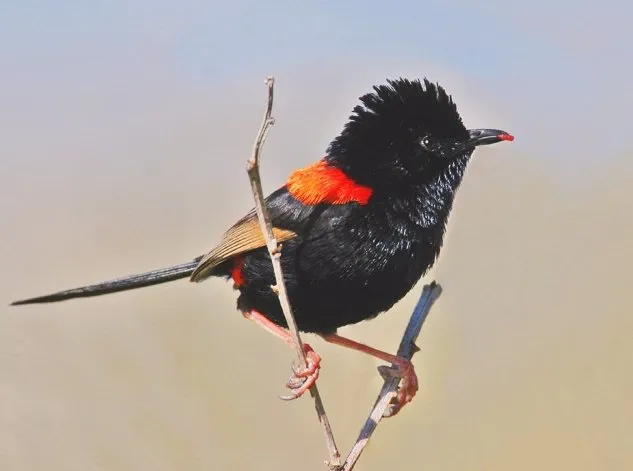 Freshwater National Park