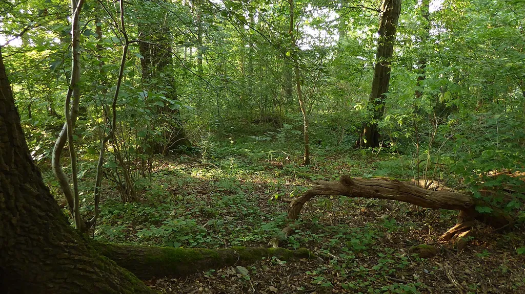 Laubwald auf dem Gelände der Burgstelle Körschburg, deutlich erkennbar nur noch der Halsgraben. Das Areal befindet sich im Flächenhaften Naturdenkmal Körschburg mit der Schutzgebiets-Nr. 81160140904 und im mit der Schutzgebiets-Nr. 1.16.014 bei Deizisau|Deizisau im Landkreis Esslingen. This is a picture of the protected area listed at WDPA under the ID 325343