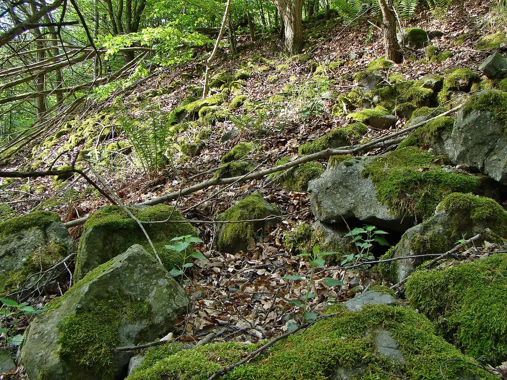 Ringwall auf dem Burgberg (Baunatal)