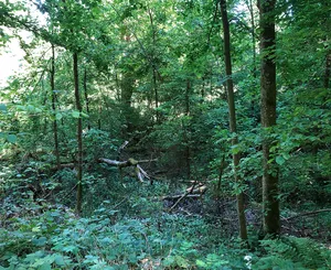 Heidenhübel, earthwork of unknown date / medieval castle site