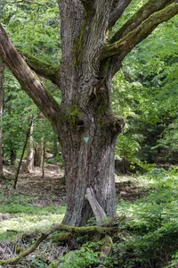 Klosterbergeiche