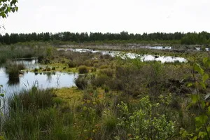 Göldenitzer Moor