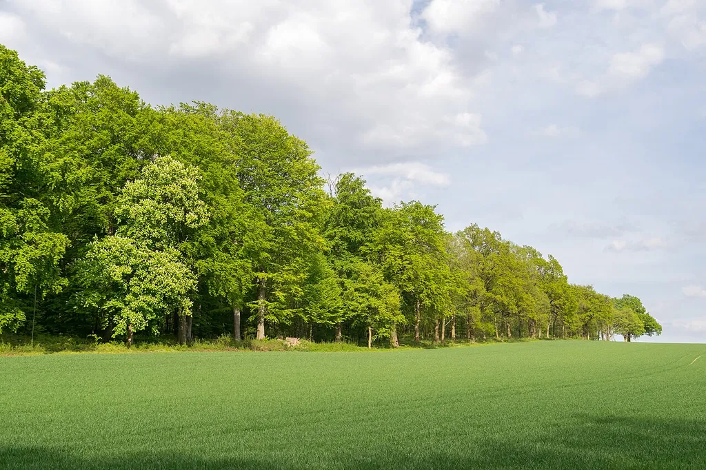 Naturdenkmal "Rotbuchenallee" nördlich des NSG Grüte