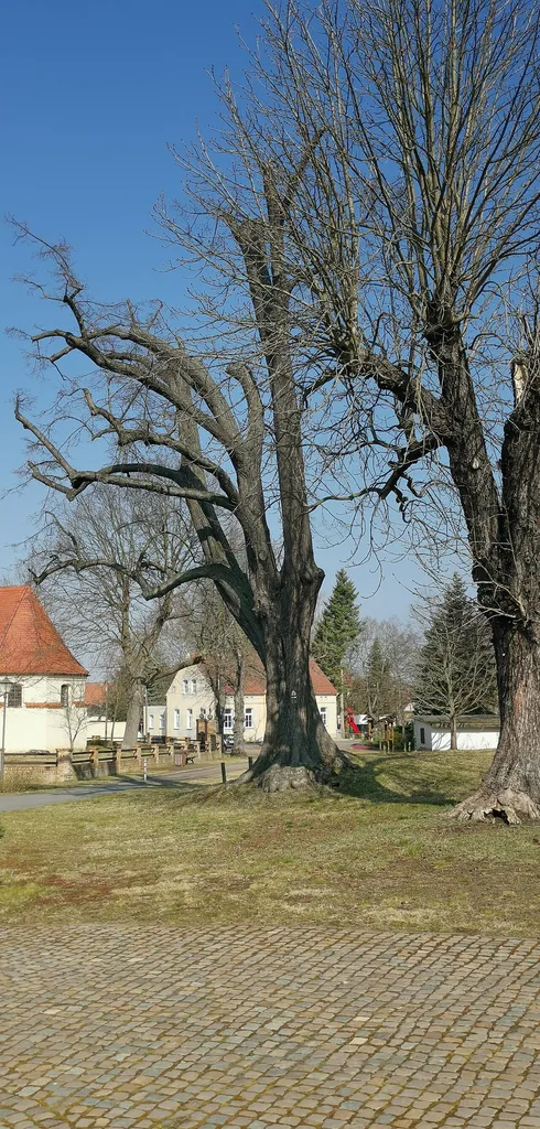 Als Naturdenkmal geschützte Winterlinde in Dobra, Bad Liebenwerda