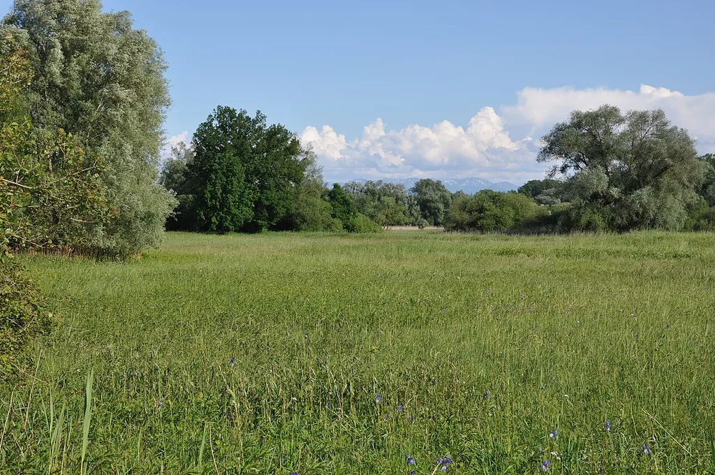 Eriskircher Ried
