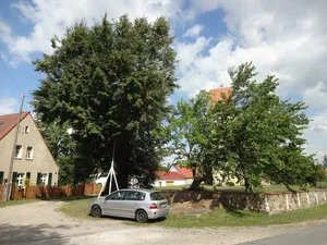 Naturdenkmal Linde an der Kirche