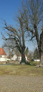 Naturdenkmal Winterlinde Dobra