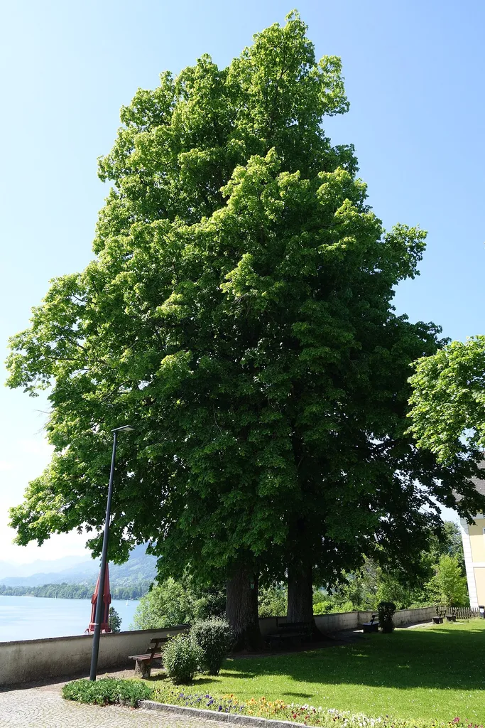 This media shows the natural monument in Upper Austria with the ID nd384.