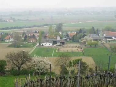Zöfing