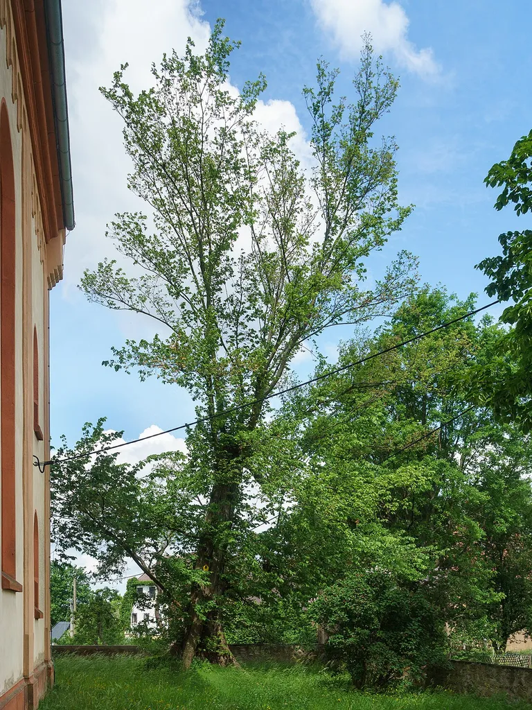 Ulme an der Kirche in Colditz OT Zschirla ND 28