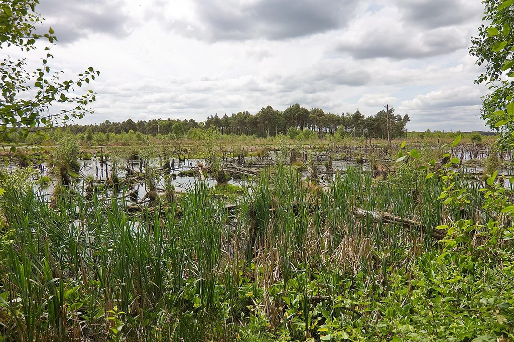 Naturschutzgebiet Rehburger Moor in Niedersachsen, Deutschland