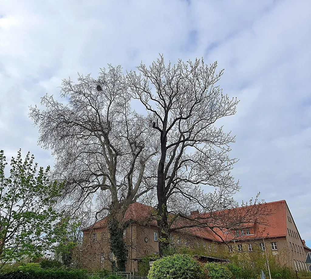 Platanus acerifolia and Fraxinus excelsior in railway station road, Oschatz