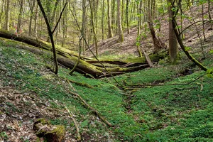Wald zwischen L119 im Norden, der Landesgrenze und Kirrberg im [Sued]Osten sowie Homburg im Westen