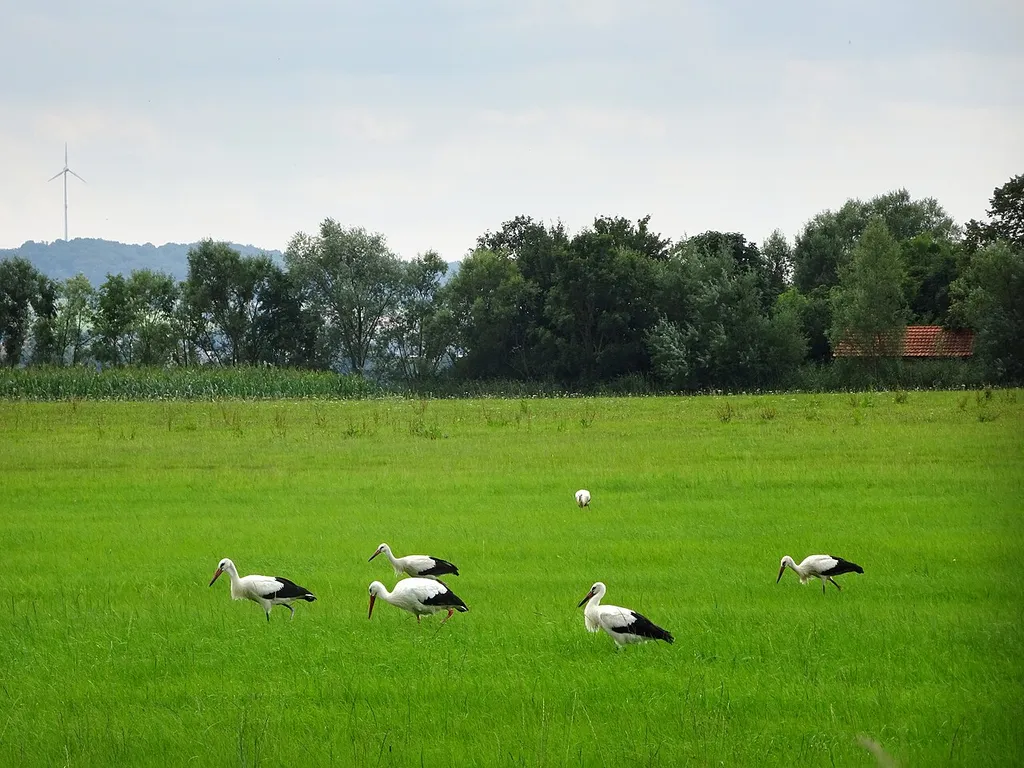 Aue bei Gerstungen im Wartburgkreis vom Werratal-Radweg aus gesehen. EU-Vogelschutzgebiet Werra-Aue zwischen Breitungen und Creuzburg in Thüringen. Gebietsnummer 5127-401. Das Gebäude in der Baumreihe rechts ist eine ehemalige Transformatorenstation, das heutige Anglerheim "Pferderasen".