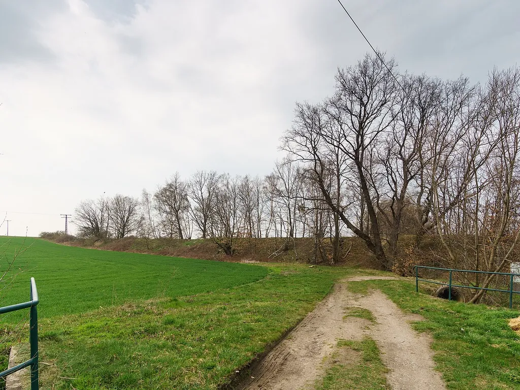 Flächennaturdenkmal Ehemaliger Bahndamm Schildau in Belgern-Schildau OT Schildau Ansicht von Süden. tdo: 335, nso223