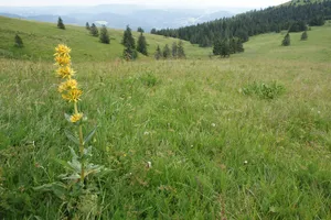 Feldberg (Landkreis Breisgau-Hochschwarzwald)