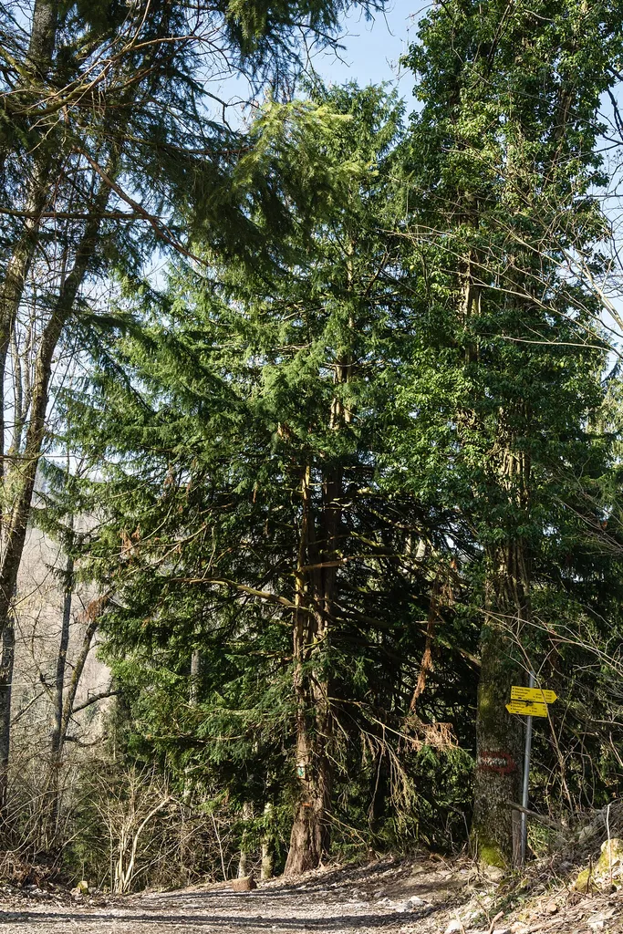 This media shows the natural monument in Upper Austria with the ID nd152 (Eibe).