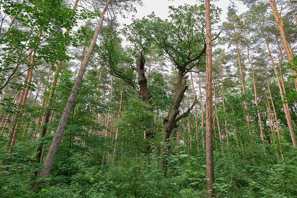 Natural monument Stiel-Eiche - Sommer-Eiche Wannseebadweg, gegenüber Parkplatz Strandbad Wannsee.