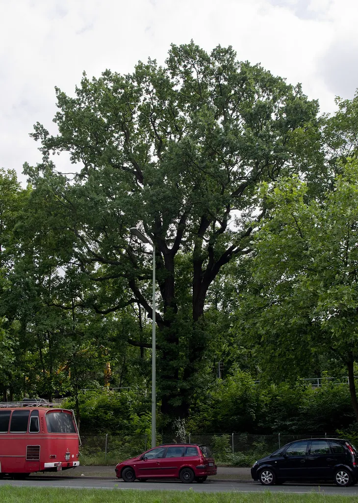 Stiel-Eiche U-Bahnhof Ruhleben