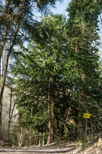 Eibe bei der Ruine Seisenburg