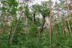 Stiel-Eiche - Sommer-Eiche Wannseebadweg, gegenüber Parkplatz Strandbad Wannsee