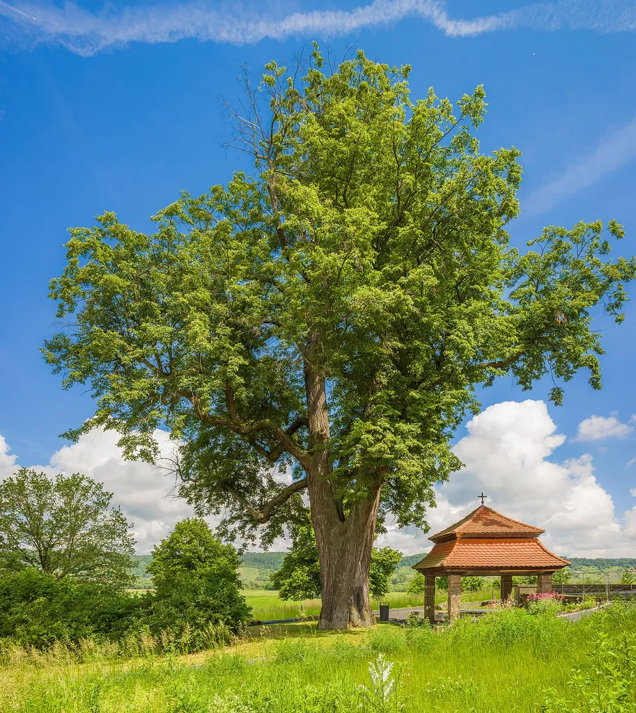 ND-05421 Kirchenlinde Limbach 2024