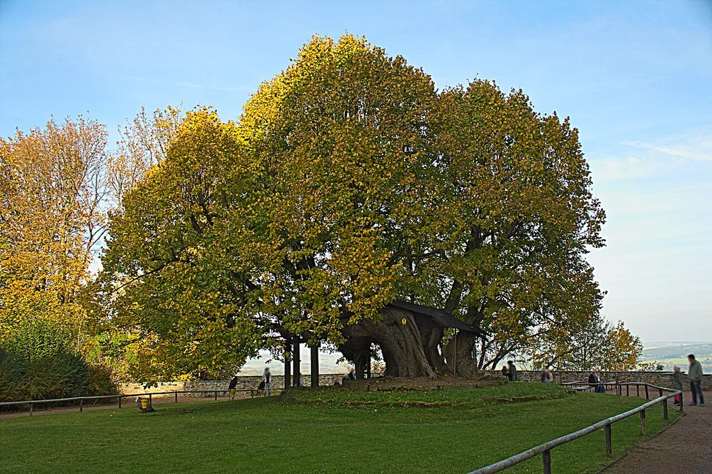 Naturdenkmal Schlosslinde des Schlosses Augustusburg, Sachsen > in den nordöstlichen Außenanlagen (auf dem Gelände der Falknerei) > angeblich verkehrtherum gepflanzt worden, 1421 unter Friedrich dem Streitbaren