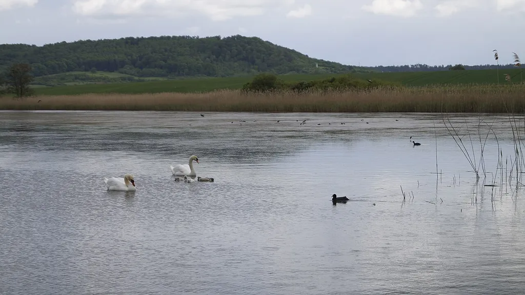Schwanenfamilie, Großer Lindleinsee bei 91541 Rothenburg ob der Tauber in Bayern