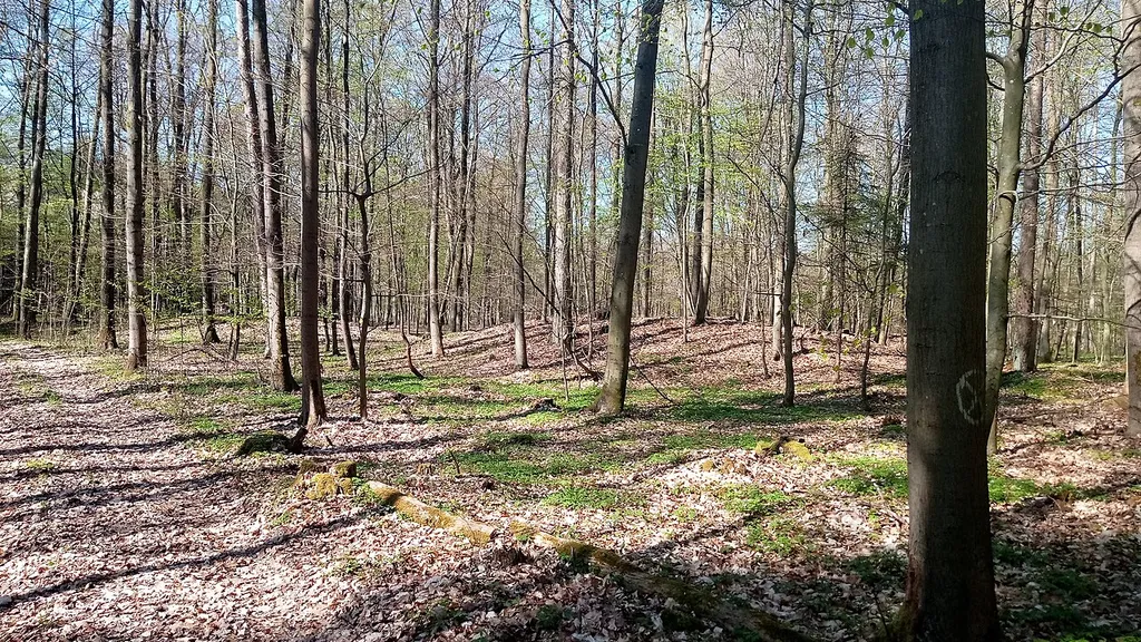 Hainbach forest tumuli group
