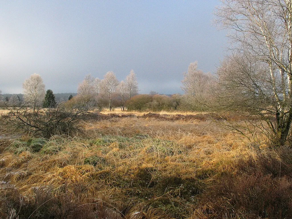Typical landscape of the Hautes Fagnes, in East-Belgium, near the German border. Locality of Kutenhart, near Brackvenn (between Eupen -BE- and Monschau -DE-, near the village of Mützenich -DE-).