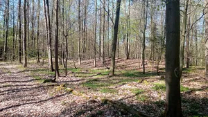 Hainbach forest tumuli group