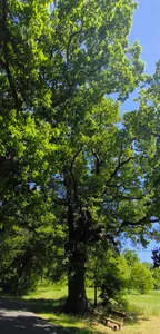 Naturdenkmal Stieleiche (Quercus robur) (Baum) 1,2 km NNW Kirche, Straße nach Klein_Beuthen, S "Schäferei"; Flur 2, Flurstück 39, 122 in Großbeuthen