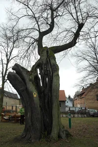 Naturdenkmal Linde (Baum) Dorfaue, N Kirche; Flur 4, Flurstück 163 in Dahlewitz