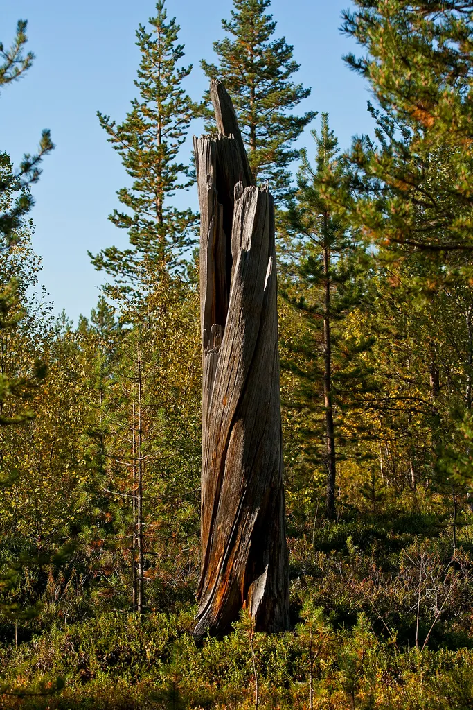 Øvre Pasvik National Park