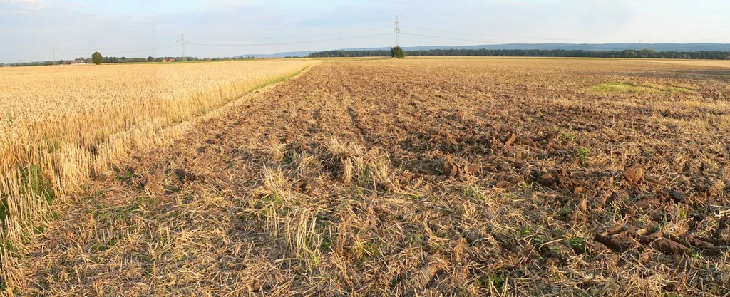 Lage der Isenburg unter einem Acker nahe dem Büntebach bei Landringhausen