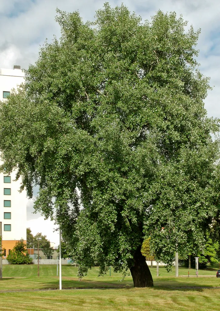 Naturdenkmal Pappel-Graupappel (''Populus × canescens''), 2017 gefällt Thiemstraße /Ecke H.-Löns-Straße (Wendeschleife der Straßenbahn) in Spremberger Vorstadt