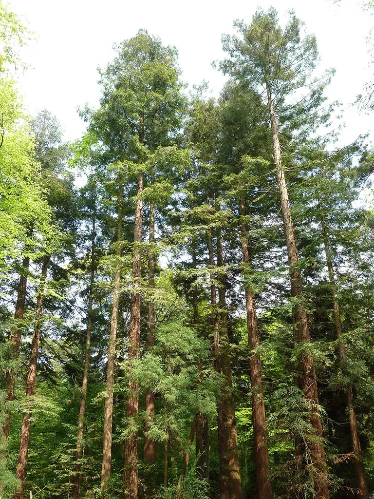 58 years old group of Sequoia sempervirens within the "Sequoiafarm Kaldenkirchen"