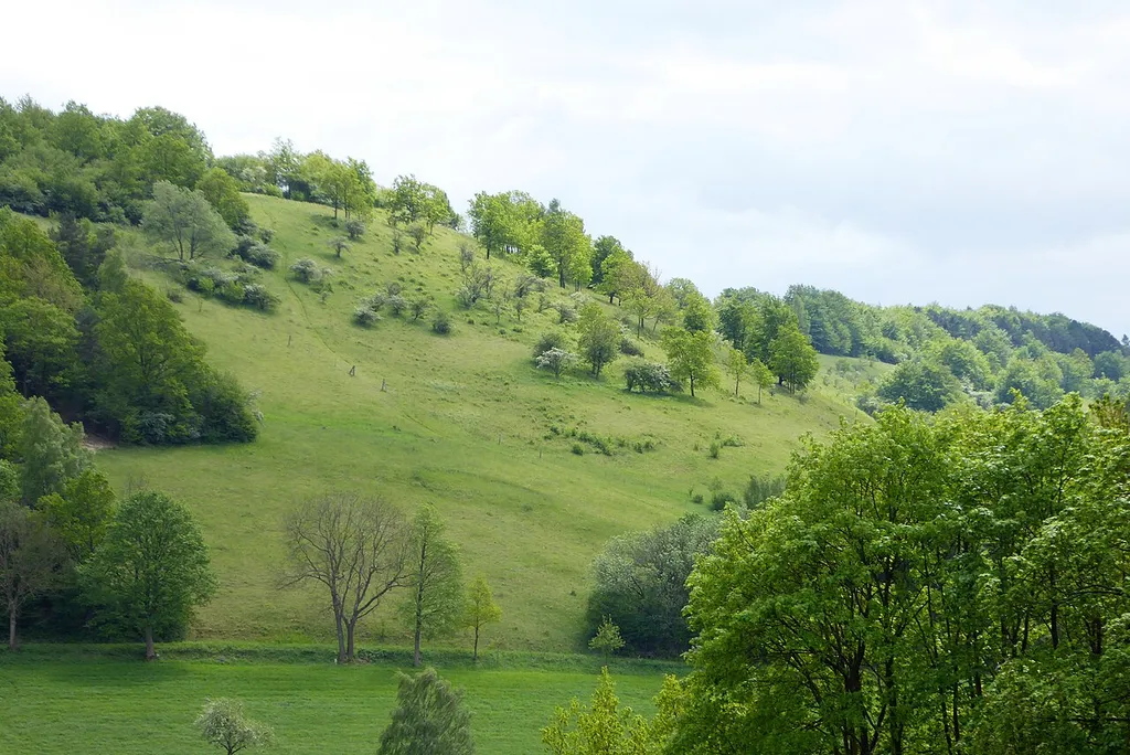 Blick von Norden auf ein Kalkmagerrasengebiet am Westhang der Weper. Nord- und Westhang des Höhenzuges gehören zum Naturschutzgebiet Weper im Landkreis Northeim, Südniedersachsen