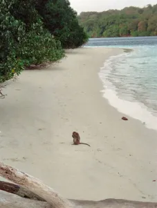 Peucang Island