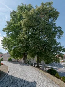 Zwei Kirchenlinden in Aspach