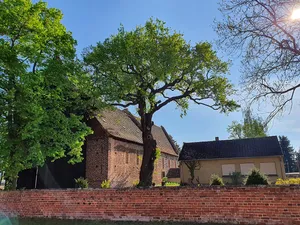 Naturdenkmal Stieleiche 1 auf dem Friedhof "Steinkirchen" (an der Kirche) in Lübben