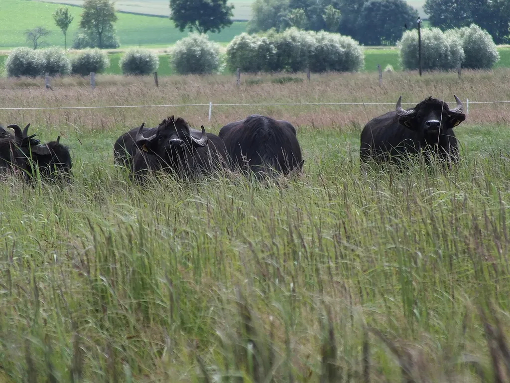 Die Wächter der Salzwiese – Wasserbüffel im Naturschutzgebiet Salzwiese Barnstorf (NSG BR 010).
