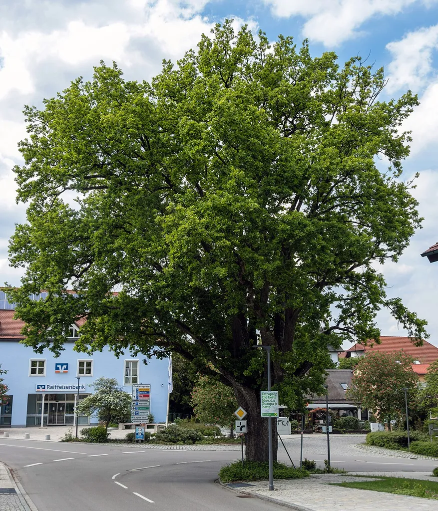 Burgthanner Alteiche, Burgthann, Naturdenkmal