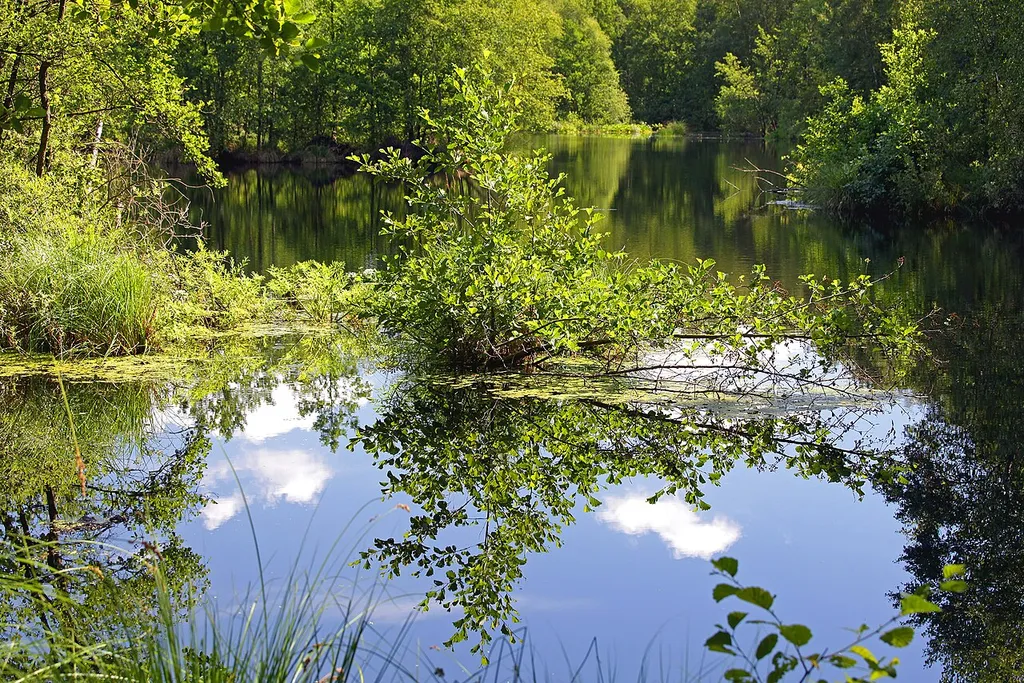 Großes Moor bei Darze